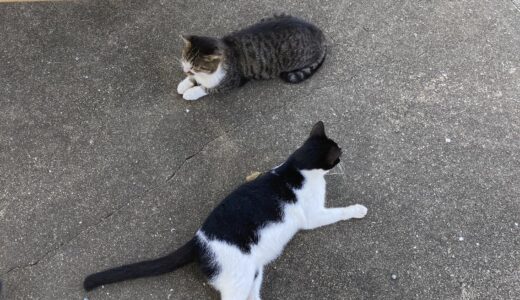 家族で楽しめる猫の島【相島】（あいのしま）安く船で２０分！福岡新宮町